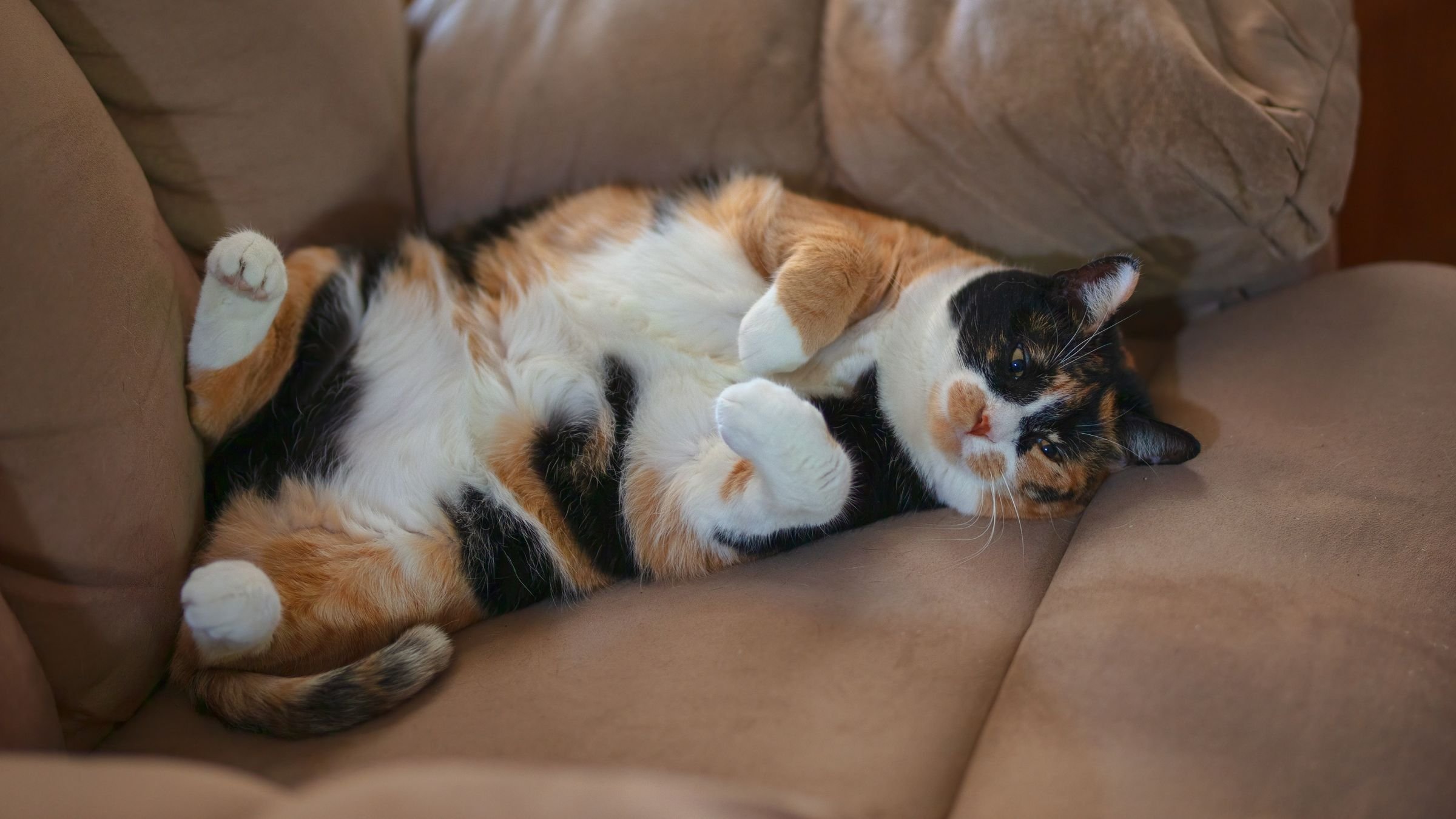 Кот развалился на диване