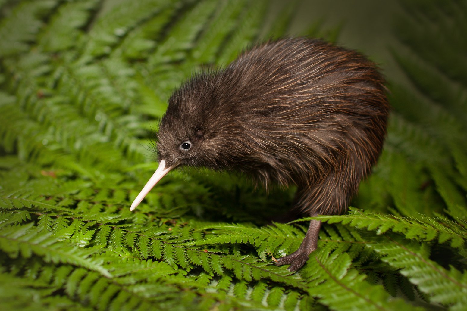 Киви класс. Птица киви в новой Зеландии. Новозеландия птица киви. Птица киви символ новой Зеландии. Новая Зеландия птицы киви-киви.