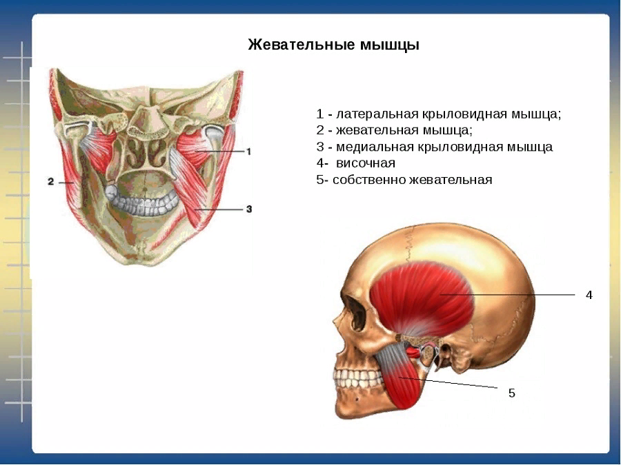 Жевательные мышцы. Височная жевательная крыловидные мышцы. Латеральная крыловидная мышца головы. Мышцы нижней челюсти анатомия. Жевательные мышцы лица анатомия.