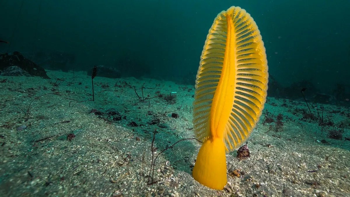 Фото морского пера. Морское перо коралл. Морское перо (Cavernularia obesa). Коралловые полипы морские перья. Pennatulacea.