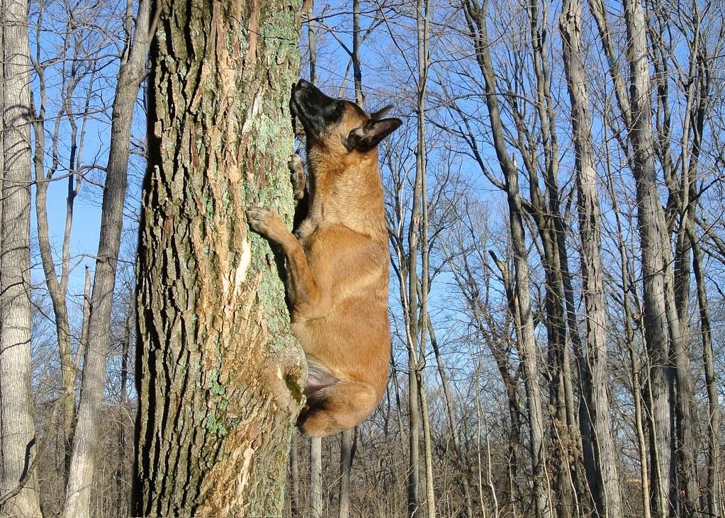 собака питалась корой дерева. собака есть деревья. собака есть деревья. собака есть деревья. German shepherd немецкая овчарка с черной мордой.