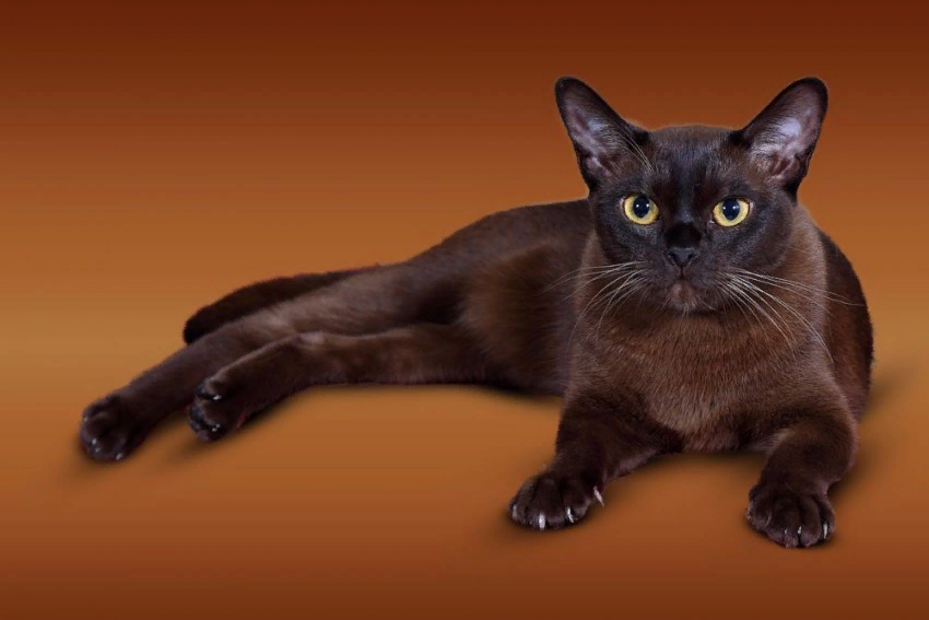 Порода кошек шоколадного окраса с фотографиями и названиями