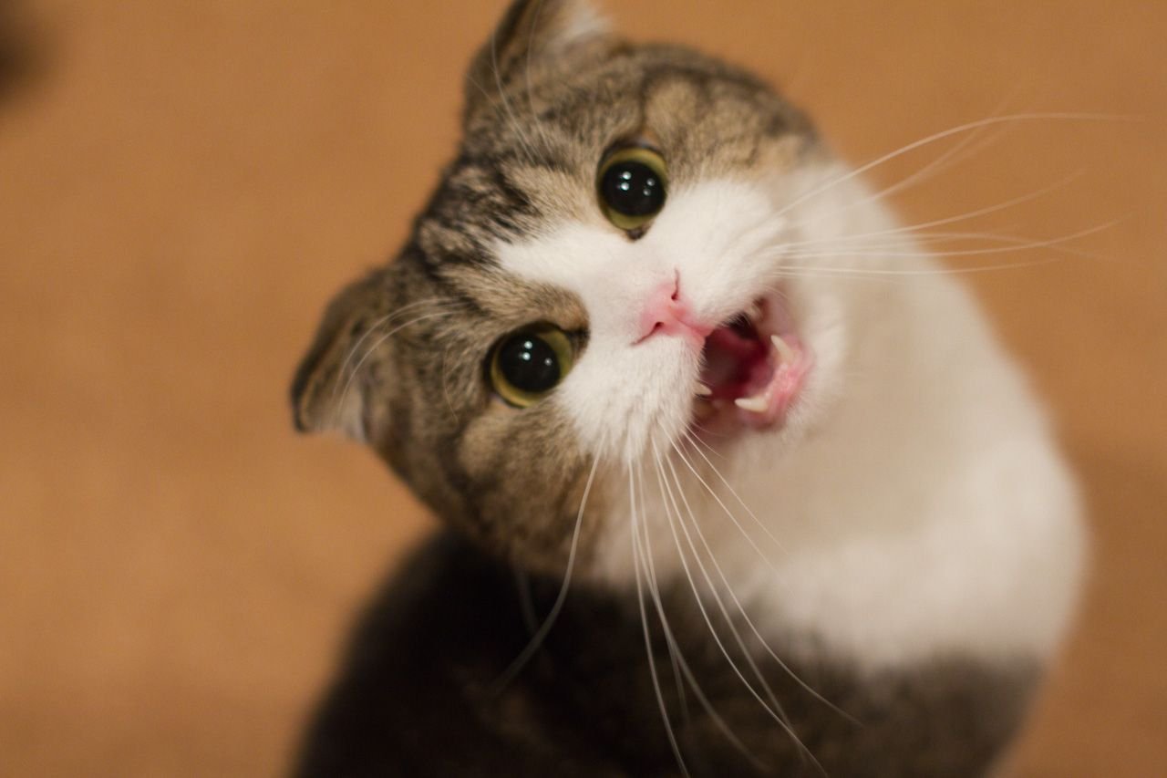 Как кричат котята. Кот мяукает. Милые котята мяукают. Смешные кошки. Котик с открытым ртом.