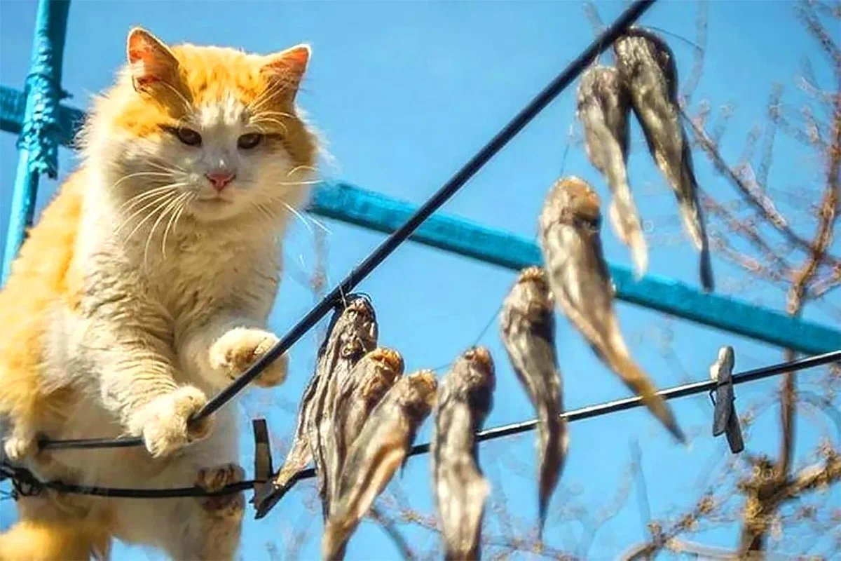 Кот на веревке. Кот на бельевой веревке. Кошка ворует рыбу. Канат для кота.