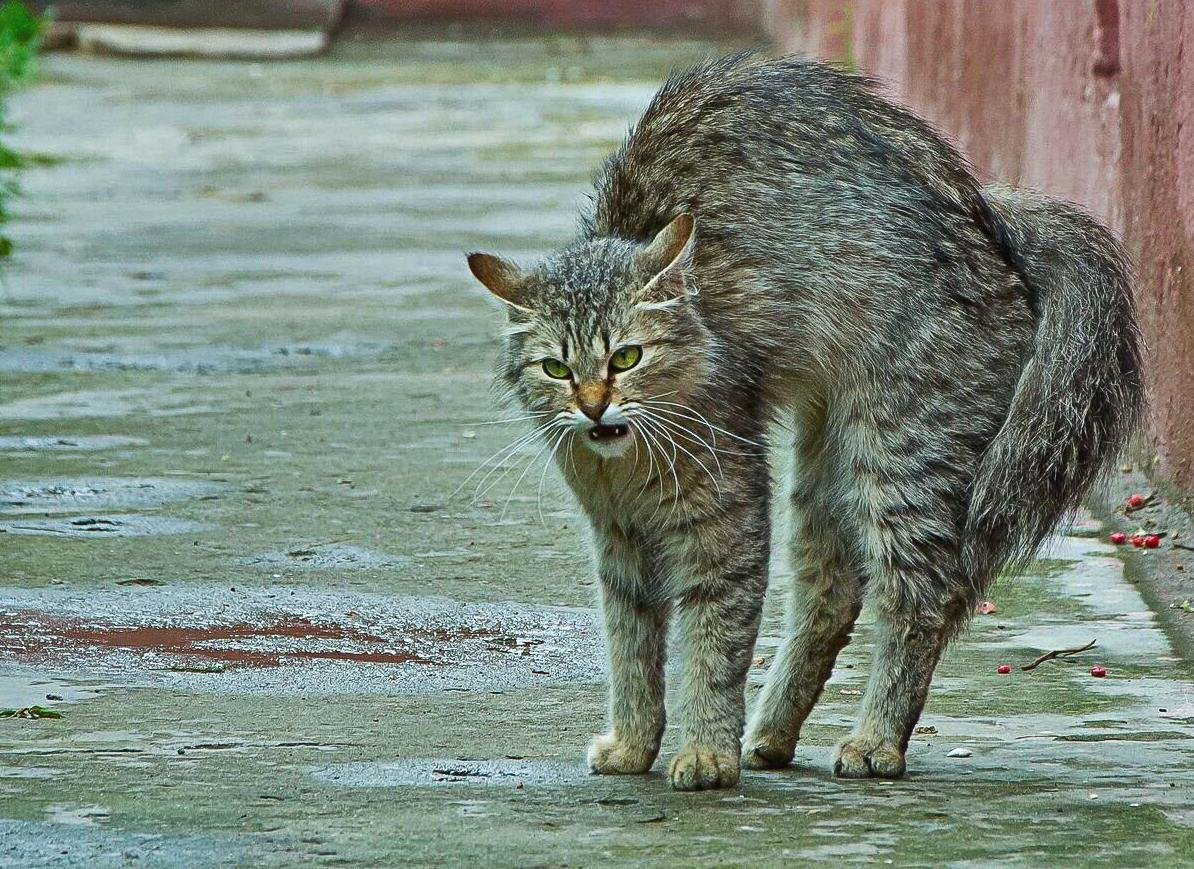 Почему котята шипят. Сибирская кошка агути. Дворовый кот. Кошка на дыбах. Злой дворовый кот.