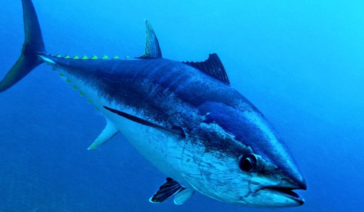 Bluefin Tuna