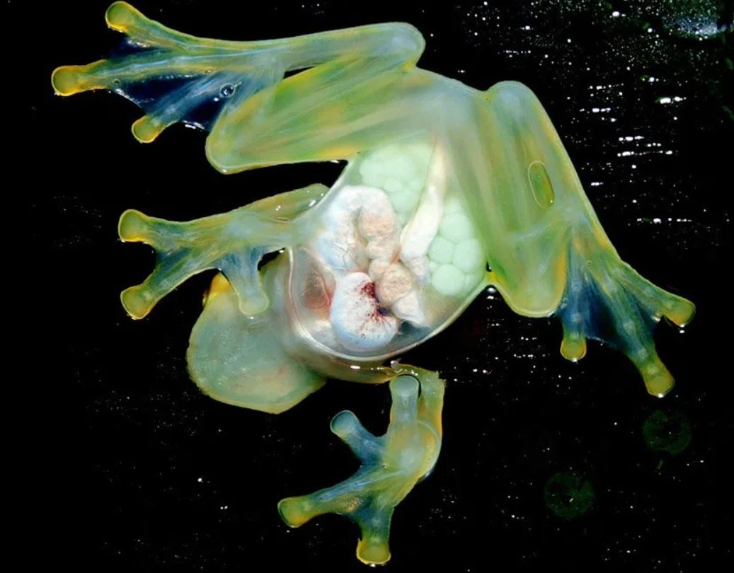 Glass animal s. Стеклянная лягушка (Glass Frog). Стеклянная лягушка Флайшмана. Hyalinobatrachium valerioi. Венесуэльская стеклянная лягушка.