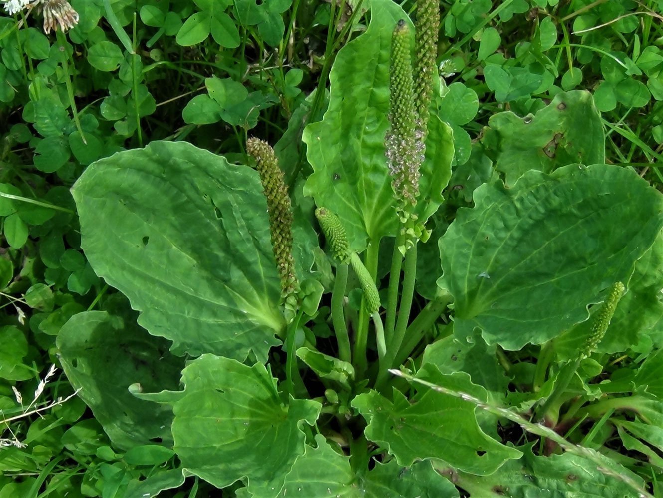 Plantago ovata