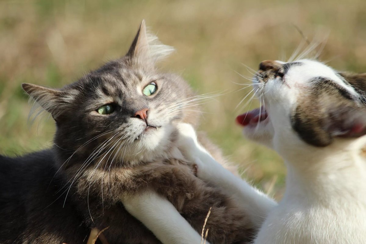 Кошки дерутся. Коты дерутся. Драка кошек. Кот драчун. Два кота дерутся.