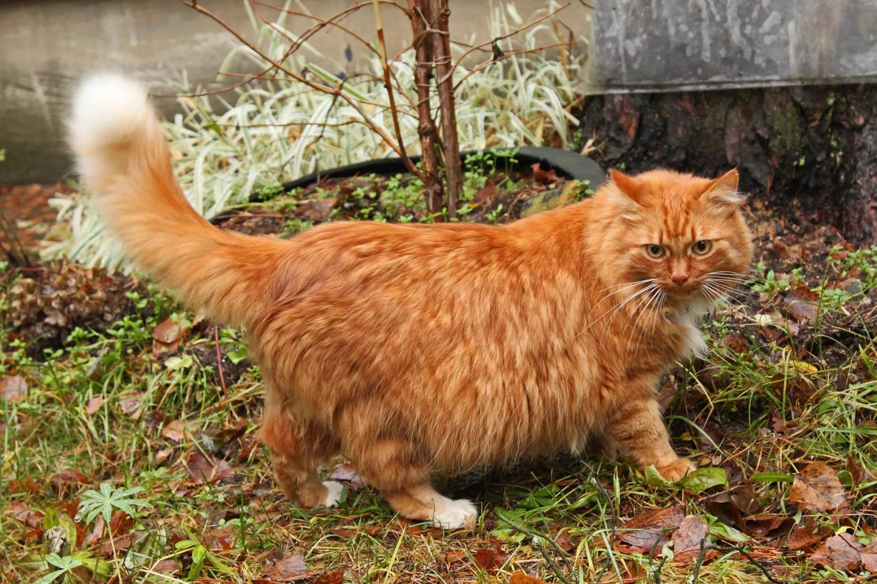 Фото рыжего кота толстого