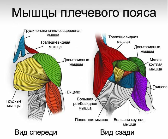 Схема плеча человека