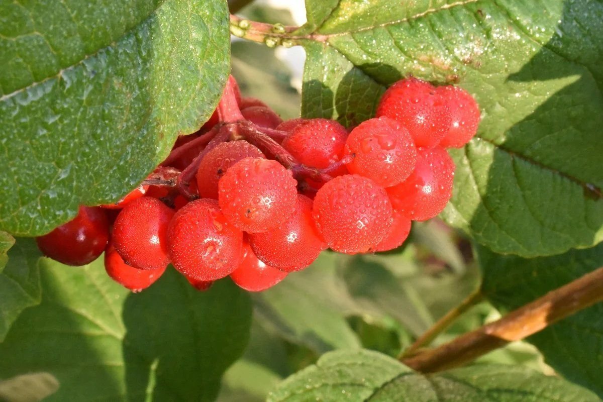 Калина (Viburnum)