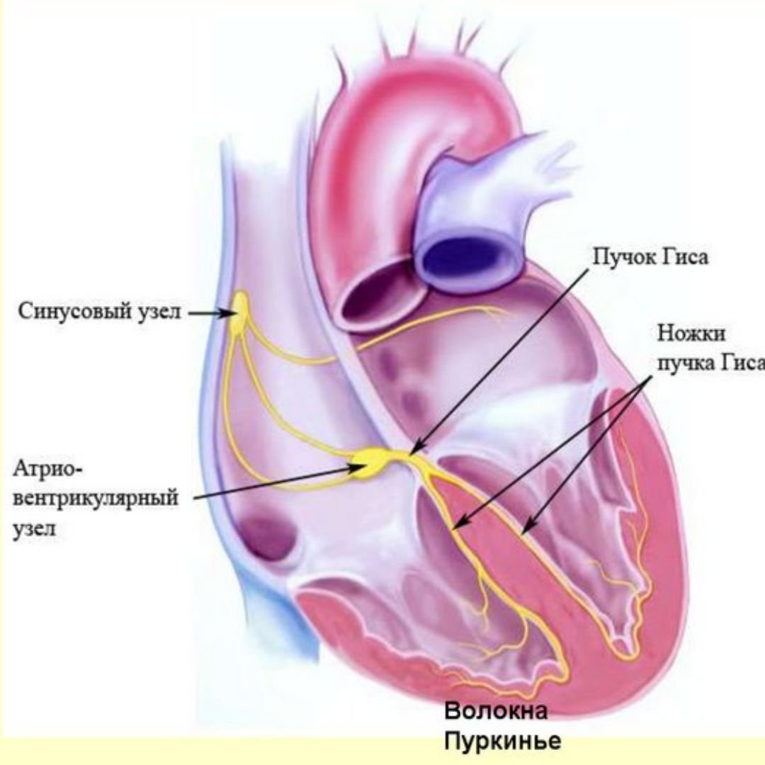 Между предсердиями и желудочками расположены. Строение сердце анатомия пучок Гисса. Синусно предсердный узел. Синусовый узел сердца. Пучка Гиса и волокна Пуркинье.