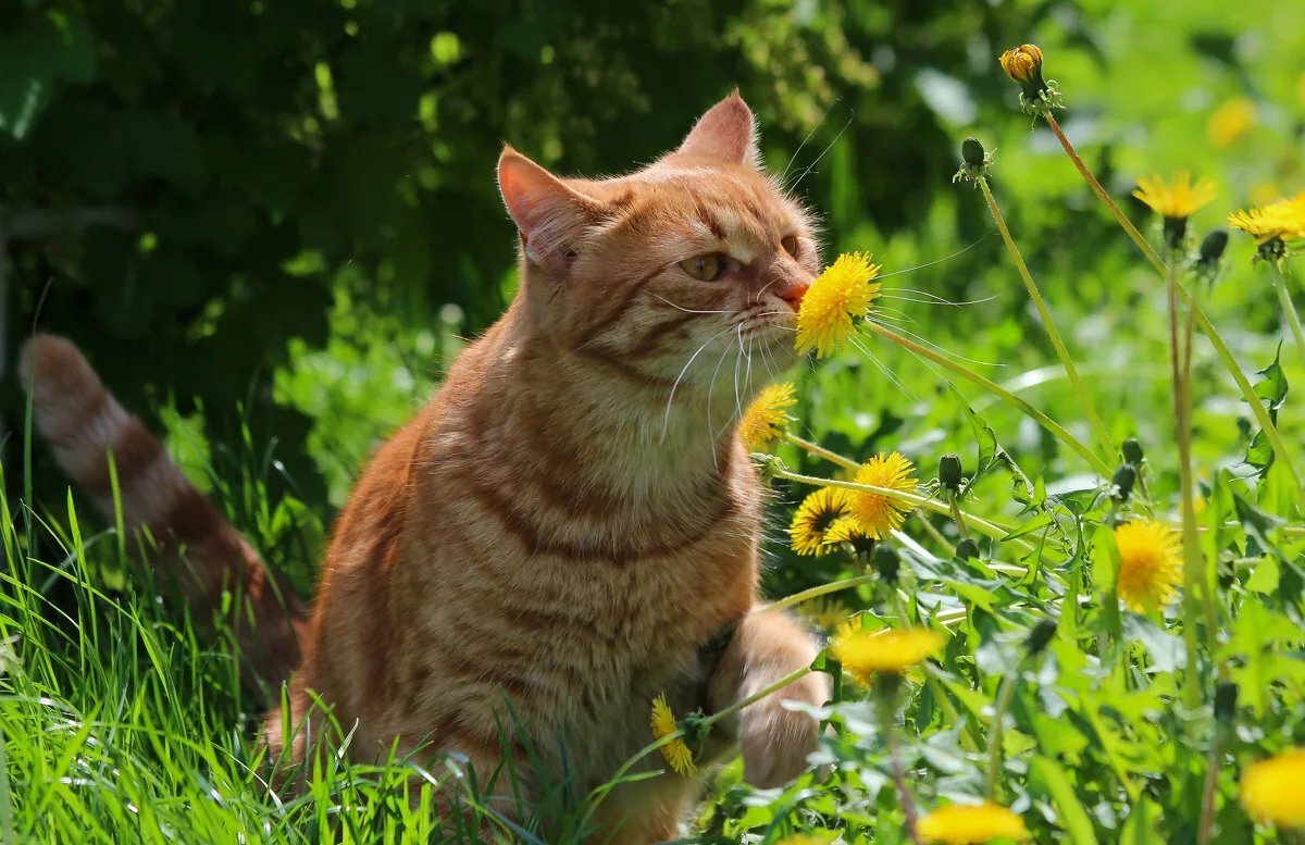 Котик в одуванчиках картинка