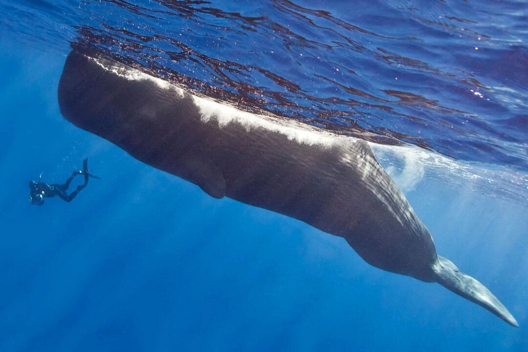 Какие отношения между китом и тунцом. Кит Кашалот. Кашалот альбинос. Кашалот и кит разница. Кит Кашалот фото.