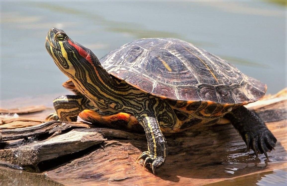 Водяныя черепахи