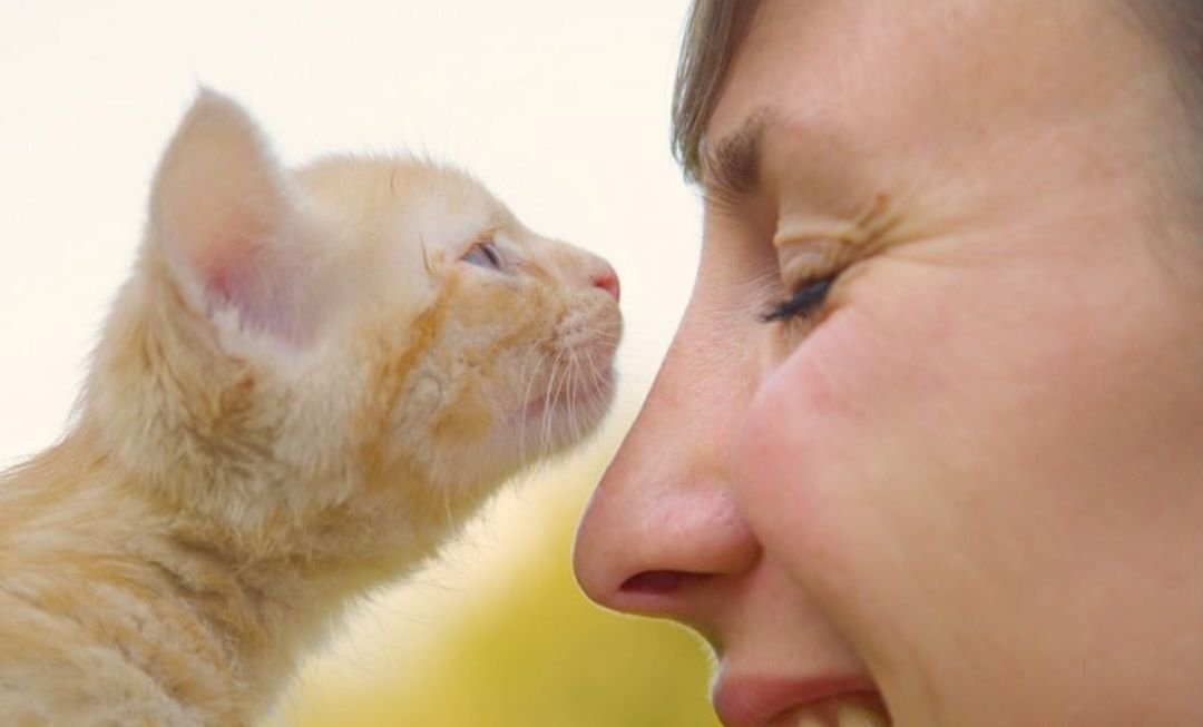 Кошки нюхают ртом. Кошка нюхает лицо. Кошка принюхивается. Котенок нюхает.