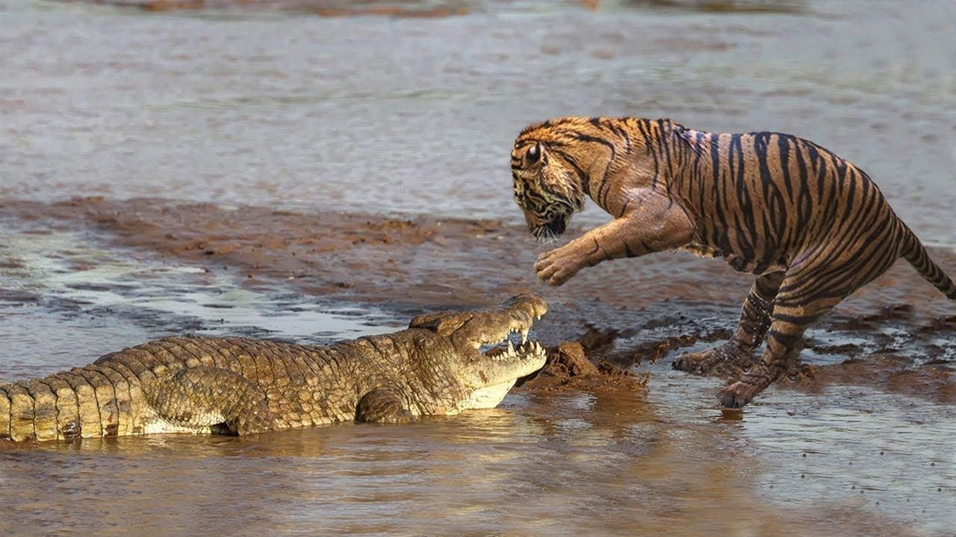 Тигр лев крокодил