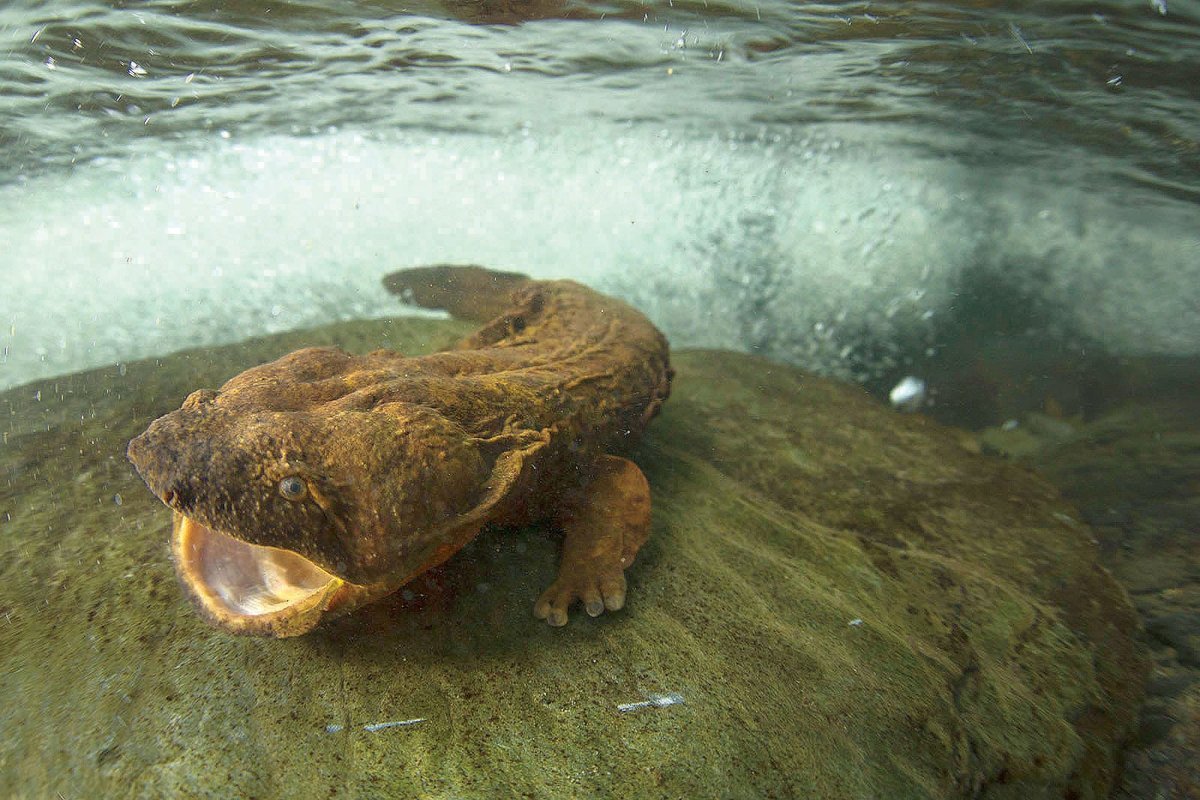 Луганское мелкое реликтовое животное. Саламандра скрытожаберник. Cryptobranchus alleganiensis. Аллеганский скрытожаберник (Cryptobranchus alleghaniensis).