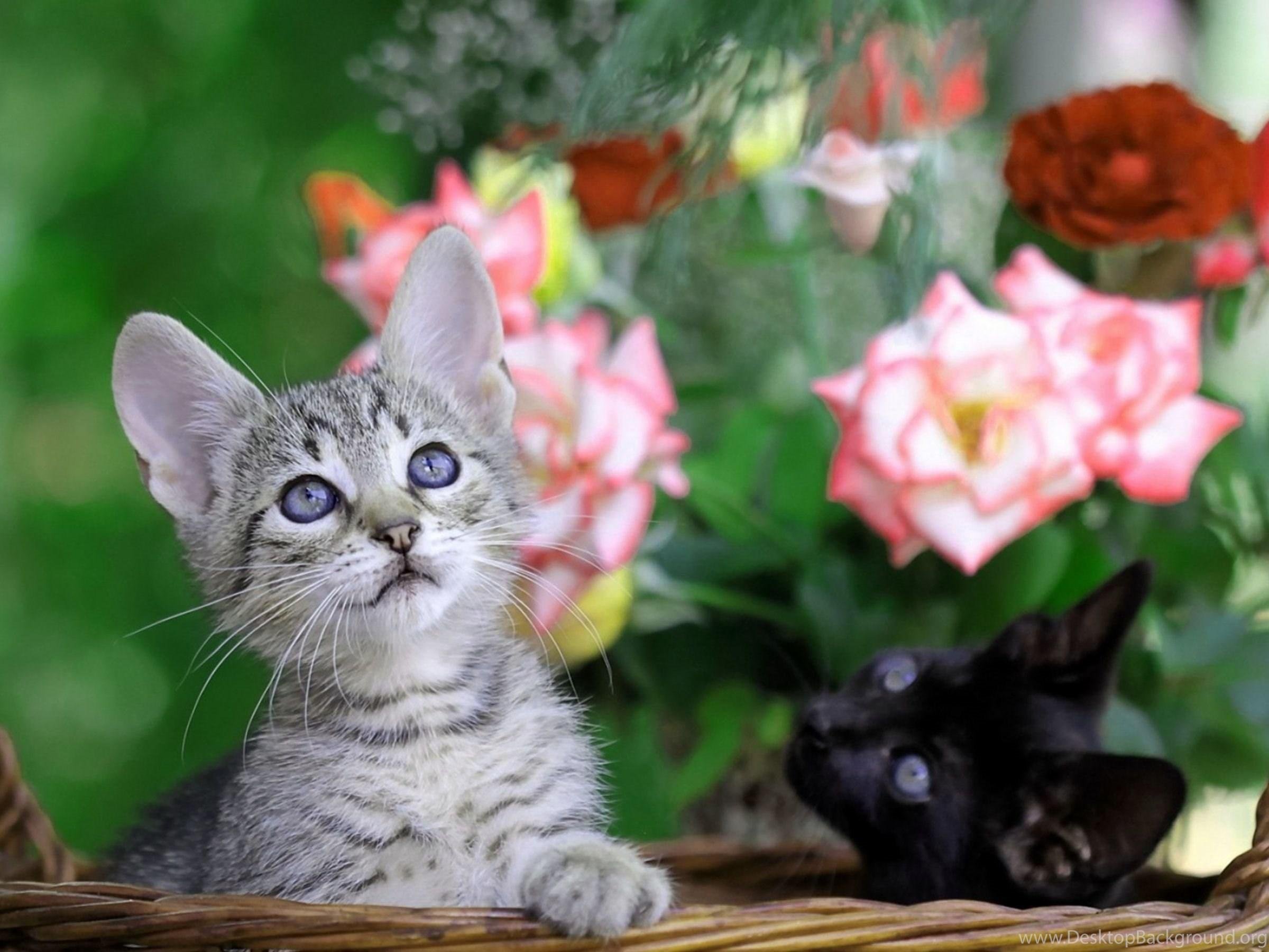 Всякие кошечки. Красивые котята. Красивые котики. Красивые кошки. Котенок с цветами.