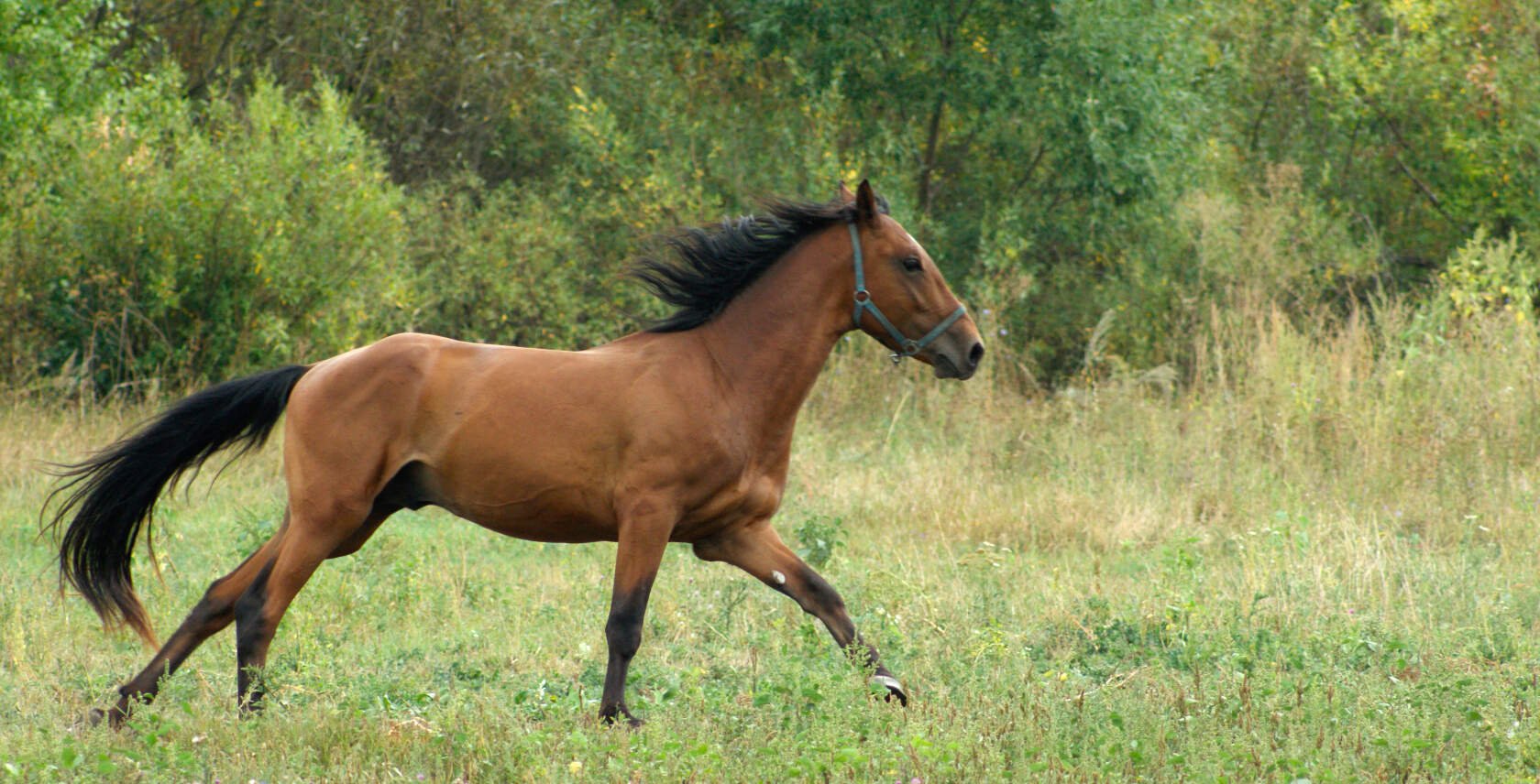 Ловушка от оводов и слепней | Спасаем лошадей от назойливых насекомых ...