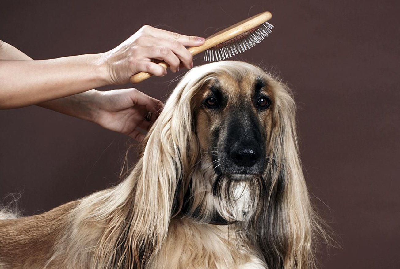 Что можно сделать из собачьих волос