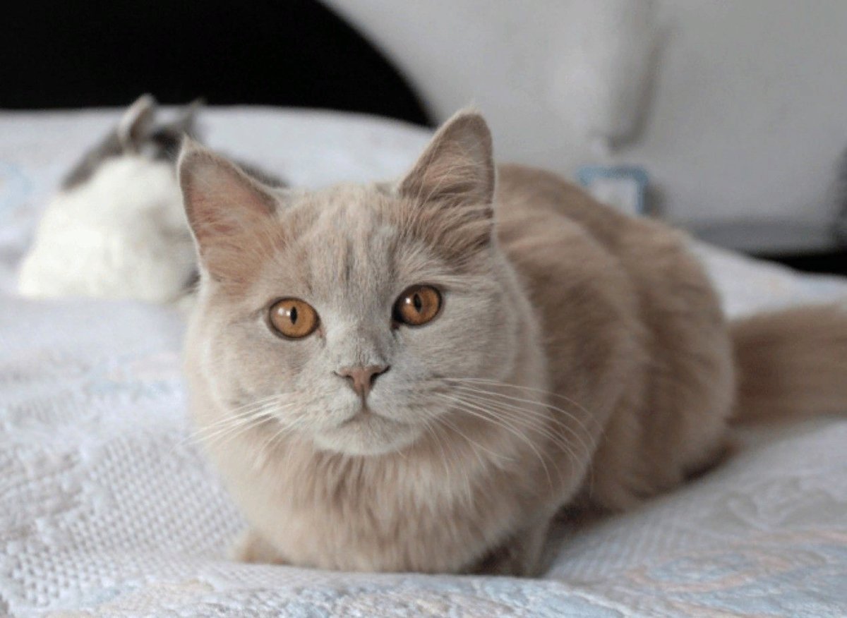 цвет окраса кошек. британская циннамон биколор. окрас табби у кошек. двуликая кошка нарния. лиловый кот британец.