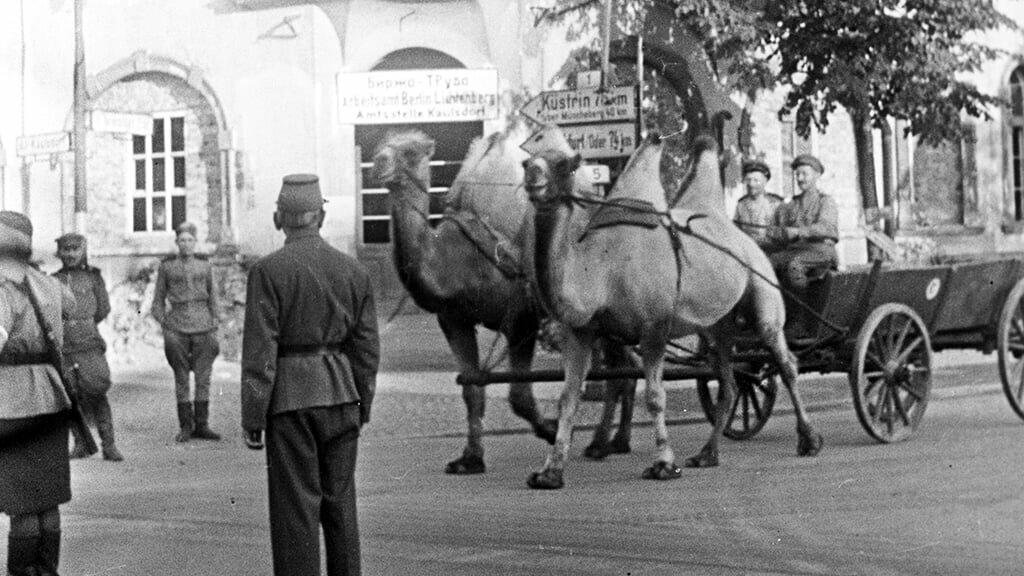 Верблюд яшка дошел до берлина