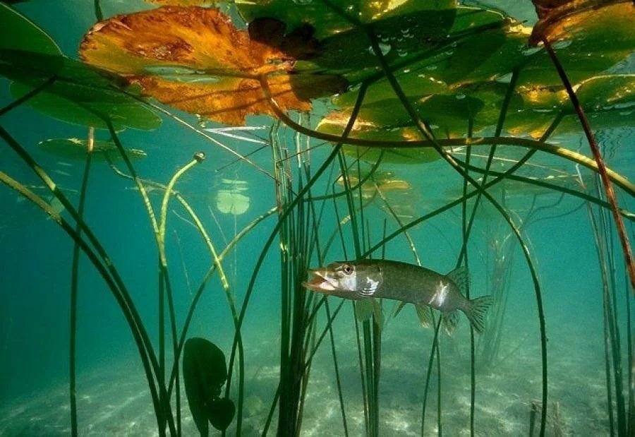 Живая вода озера. Подводные растения. Подводный мир реки. Рыбки под водой. Речное дно.
