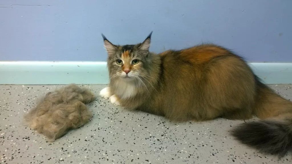 почему образуются колтуны у кошки. персидский кот колтуны. почему образуются колтуны у кошки. почему образуются колтуны у кошки. почему образуются колтуны у кошки.