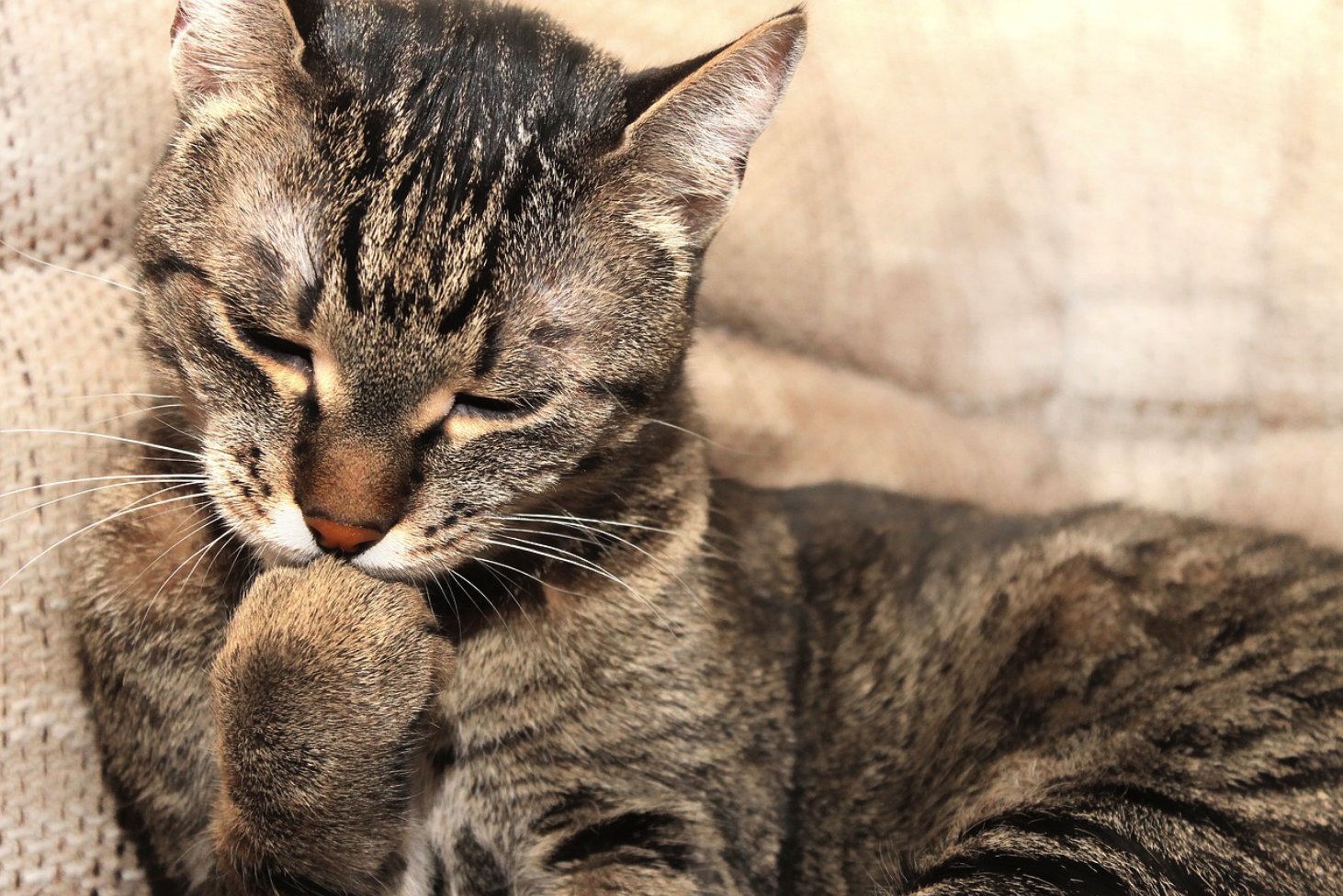 Кошка смысл. Кошечка. Мирный котик. Поведение кошек фото. Котики очень чистоплотные животные.