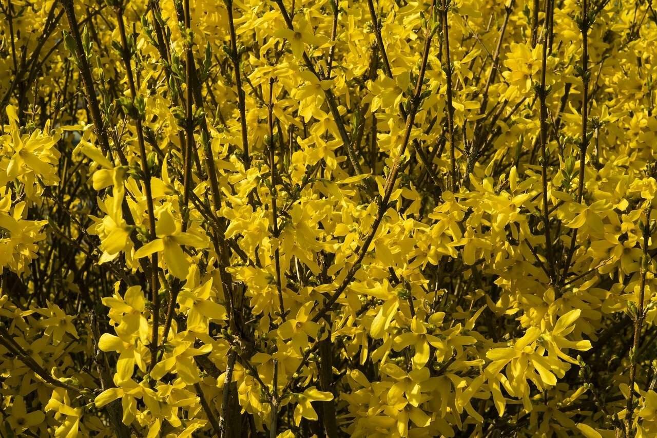 Желтый куст форзиция