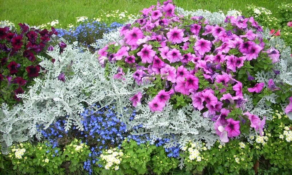 Цинерария серебристая фото на клумбе с другими цветами