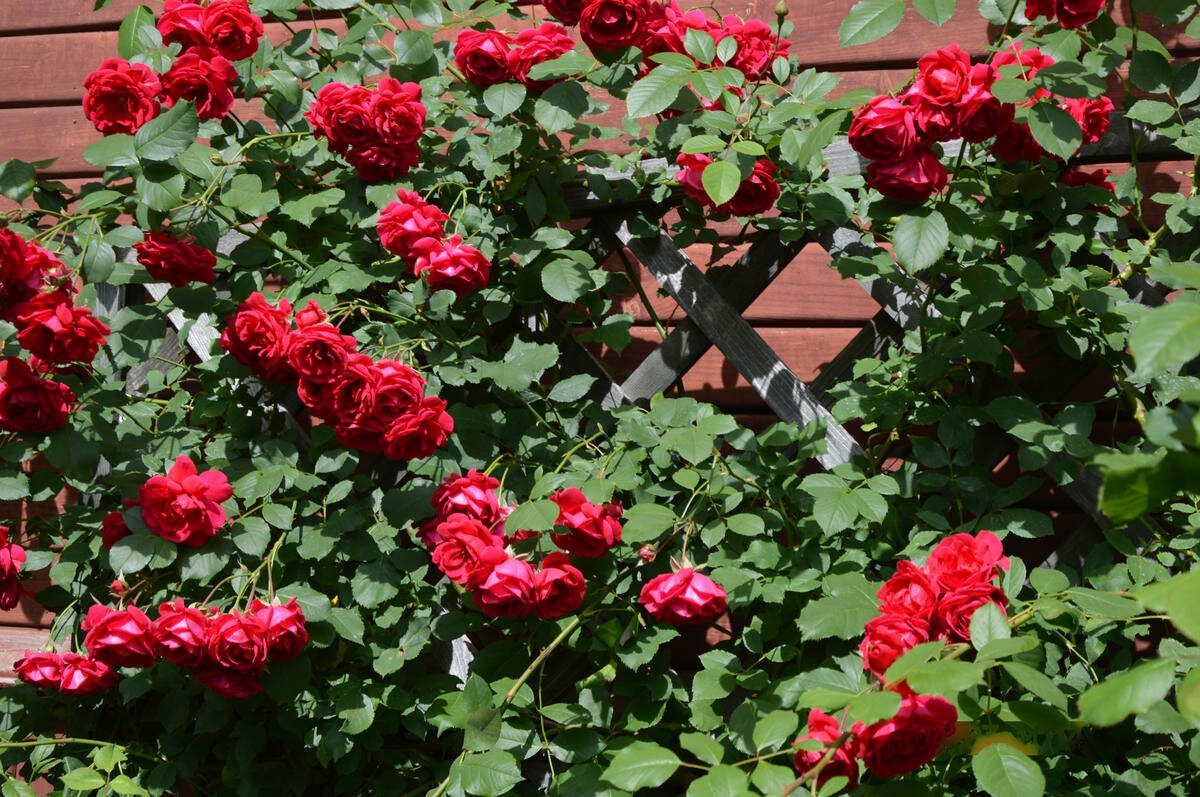 Розы парковые сорта зимостойкие фото