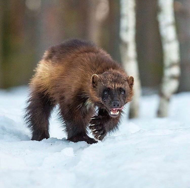 Росомаха фото зверя