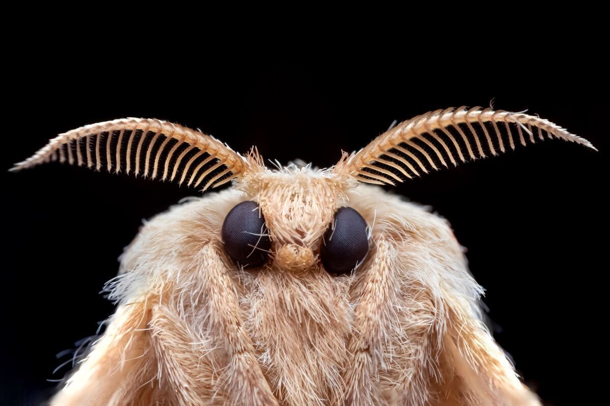 Moth Black background