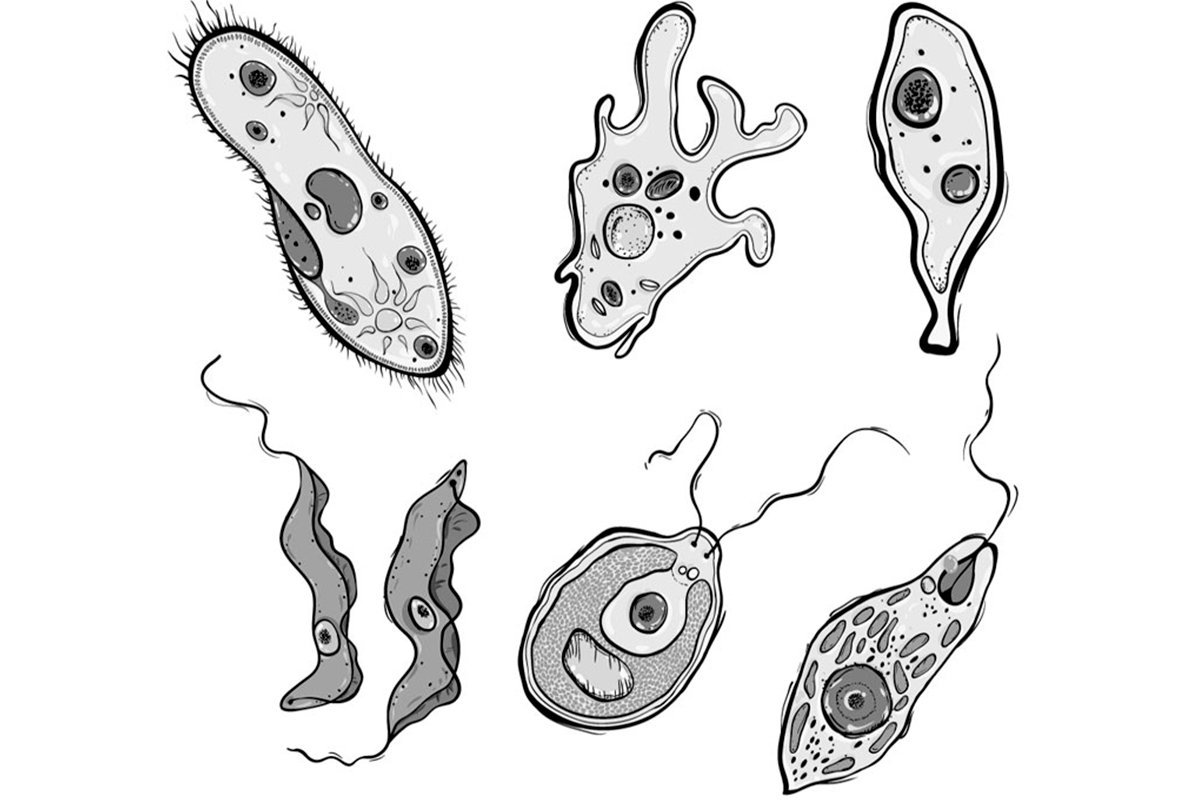 Самый простой одноклеточный организм. Одноклеточные организмы простейшие биология. Одноклеточные организмы это в биологии. Эукариотические одноклеточные микроорганизмы. Протисты это одноклеточные организмы.