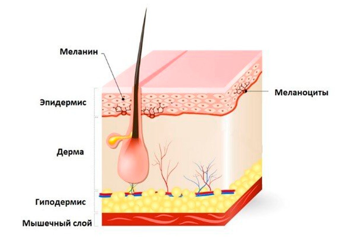 Волосяная луковица волоса и меланин