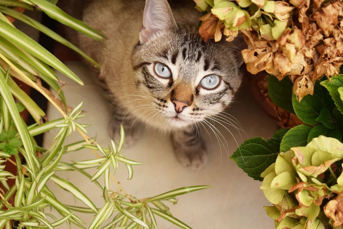 Растения опасные для кошек с фото