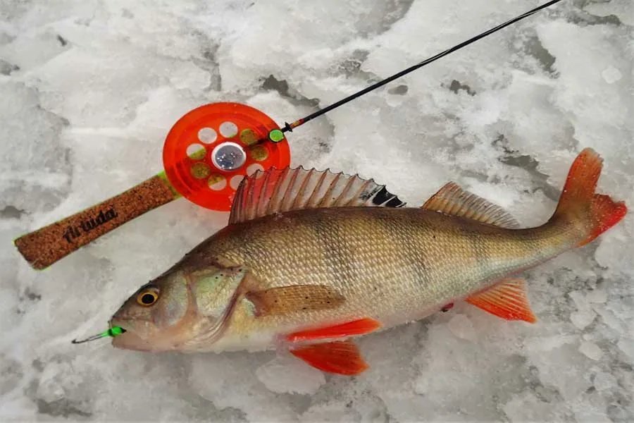 Ловля окуня зимой на балансир. Окунь зима балансир. Балансиры лаки джон на окуня. Рыбалка на балансир зимой на окуня. Окунь на балансир зимой видео новинки.