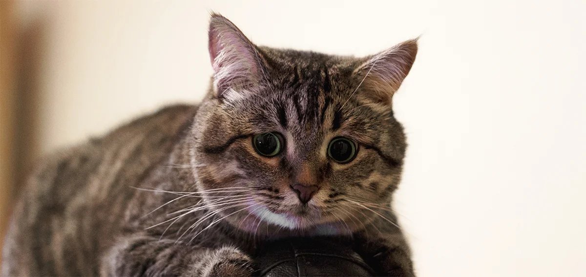 Коричневый полосатый кот. Шотландская вислоухая кошка пестрая. Полосатая кошечка. Теремок тв котик. Бенгальский кот серый полосатый.