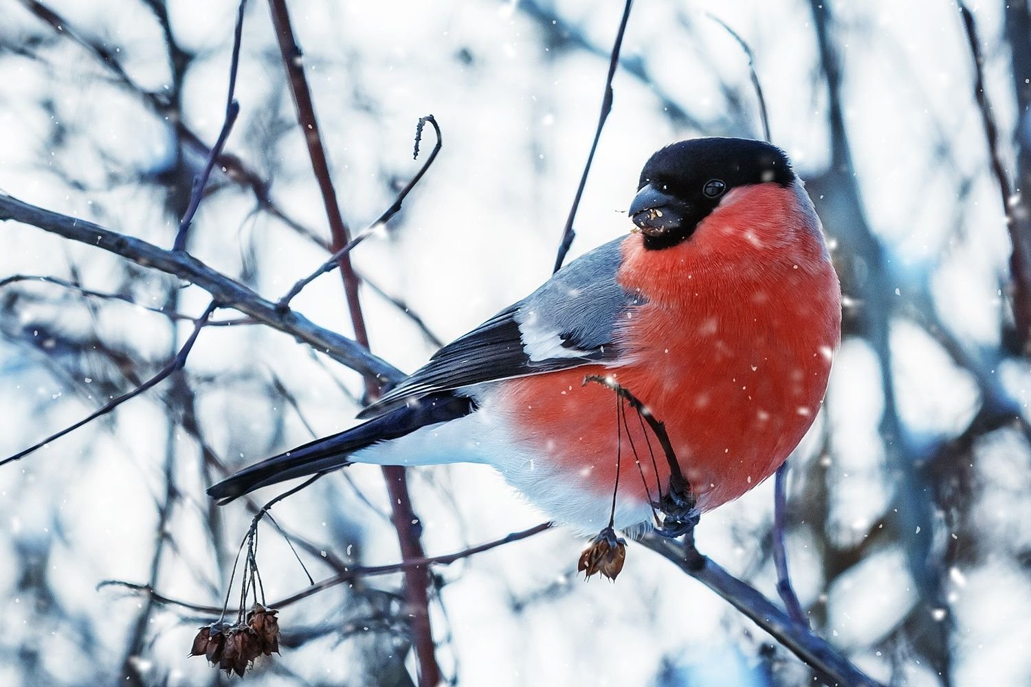 Снегирь и свиристель зимующие птицы