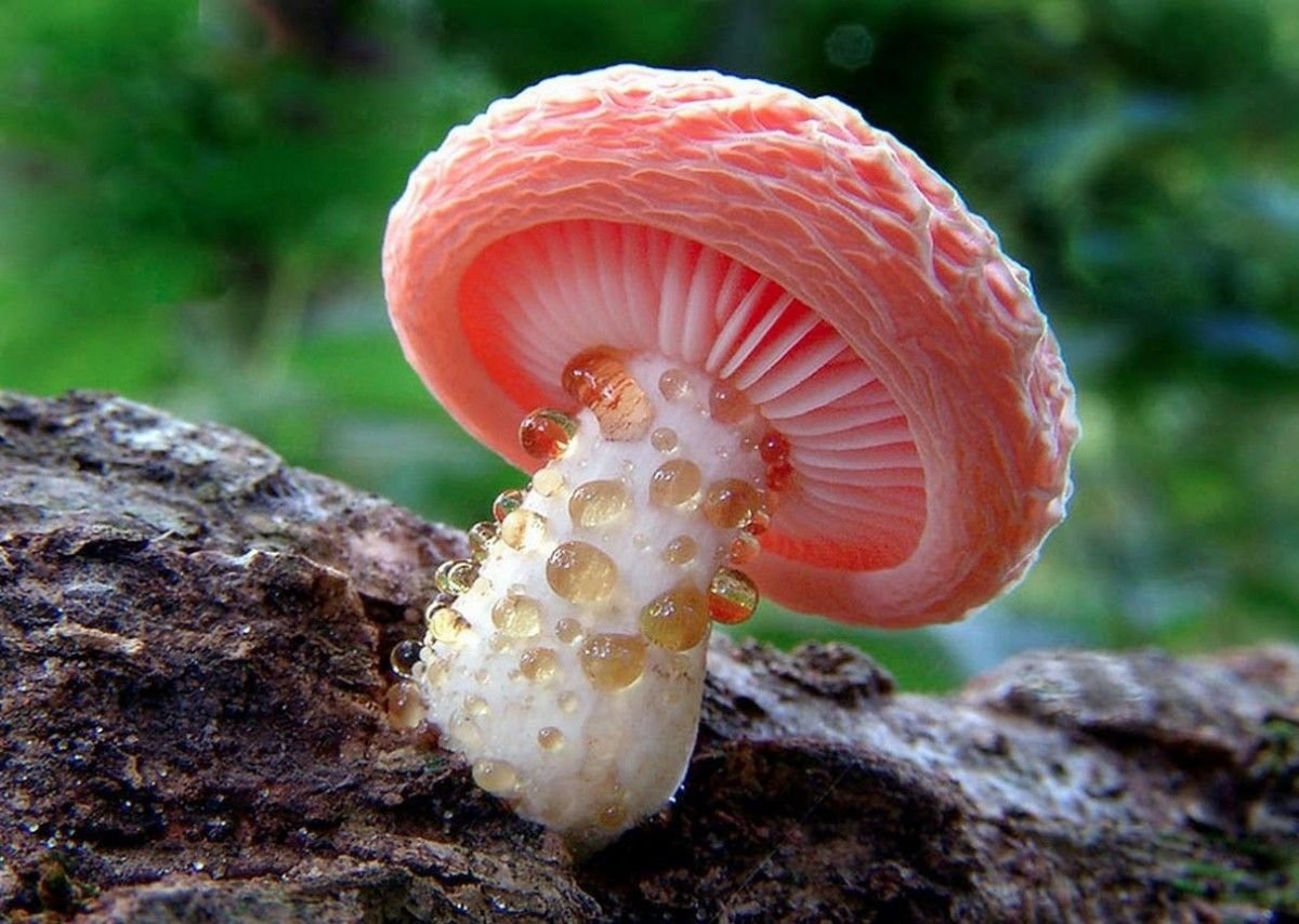 Странные грибы фото