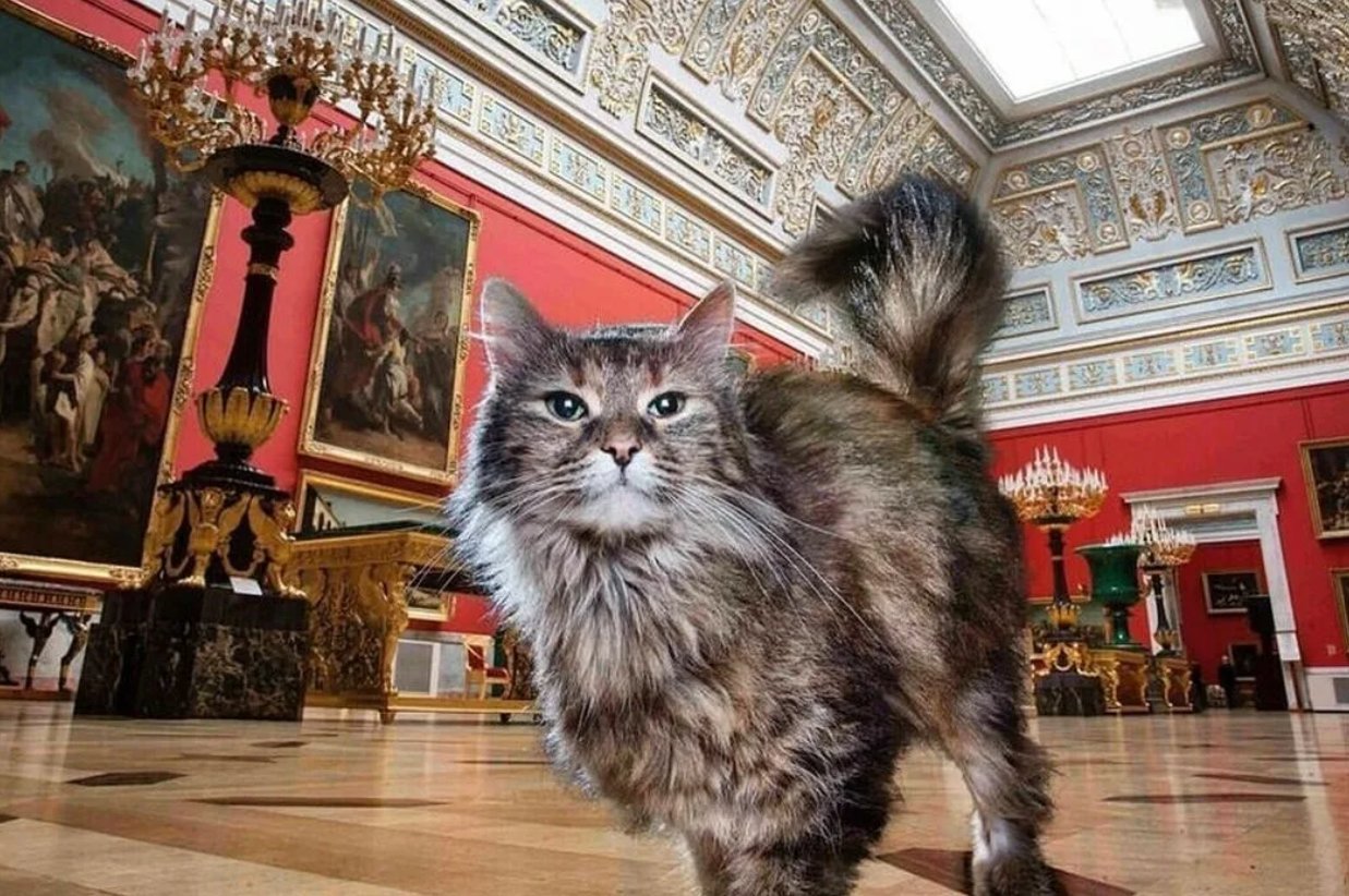 В каком музее лежит. Петербургские эрмитажные коты. Эрмики коты Эрмитажа. Эрмитажные коты в Эрмитаже. Эрмитаж коты день Эрмитажного кота.