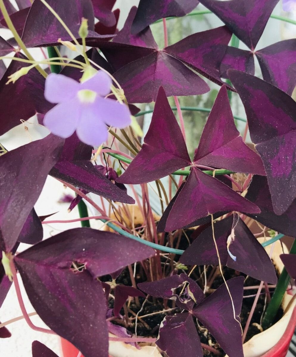 Кислица треугольная (Oxalis triangularis)