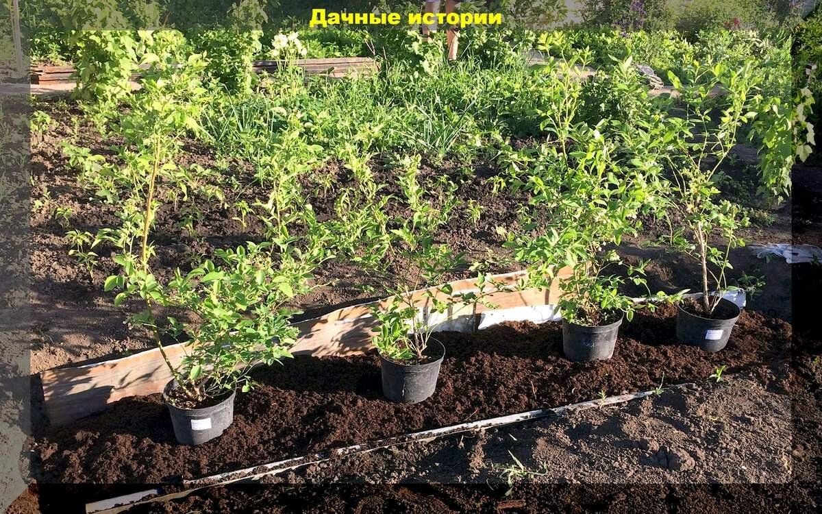Когда высаживать голубику в открытый грунт. Посадка голубики в мешках. Голубика садовая посадка. Схема посадки голубики высокорослой. Саженцы голубики для подмосковья.