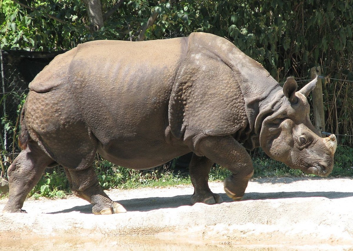 Индийский и яванский носорог