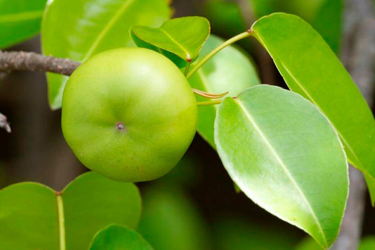 несъедобные деревья. манцинелла дерево. манцинелла дерево с плодами. дерево смерти манцинелла. дерево смерти манцинелла.