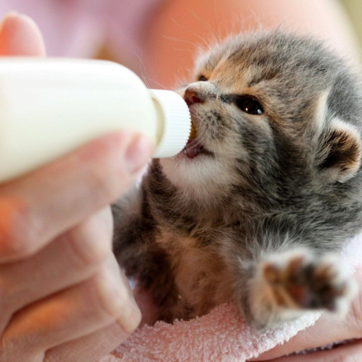 Животные пьют молоко. Котенок пьет молоко. Котенок пьет из бутылочки. Котята которые пьют молоко. Вскармливание котят.