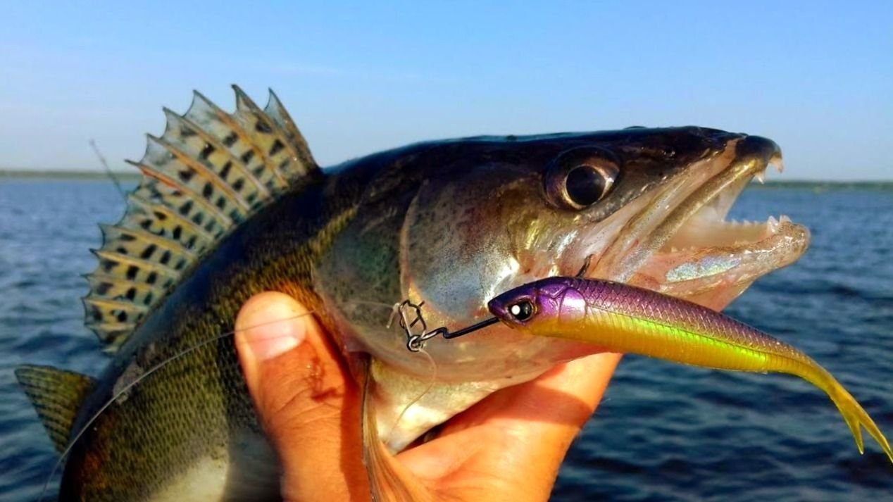 зевник для щуки. зевник - экстрактор. ловля окуня на живца. крупный окунь на спиннинг. ловля судака на донку.